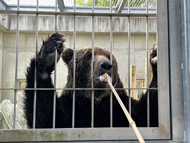 クマのおやつコーナー