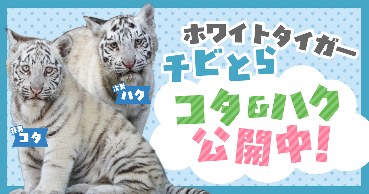 ソルティ出産