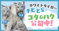 ソルティ出産