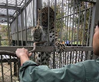 アムールヒョウのハズバンダリーガイド（中止）