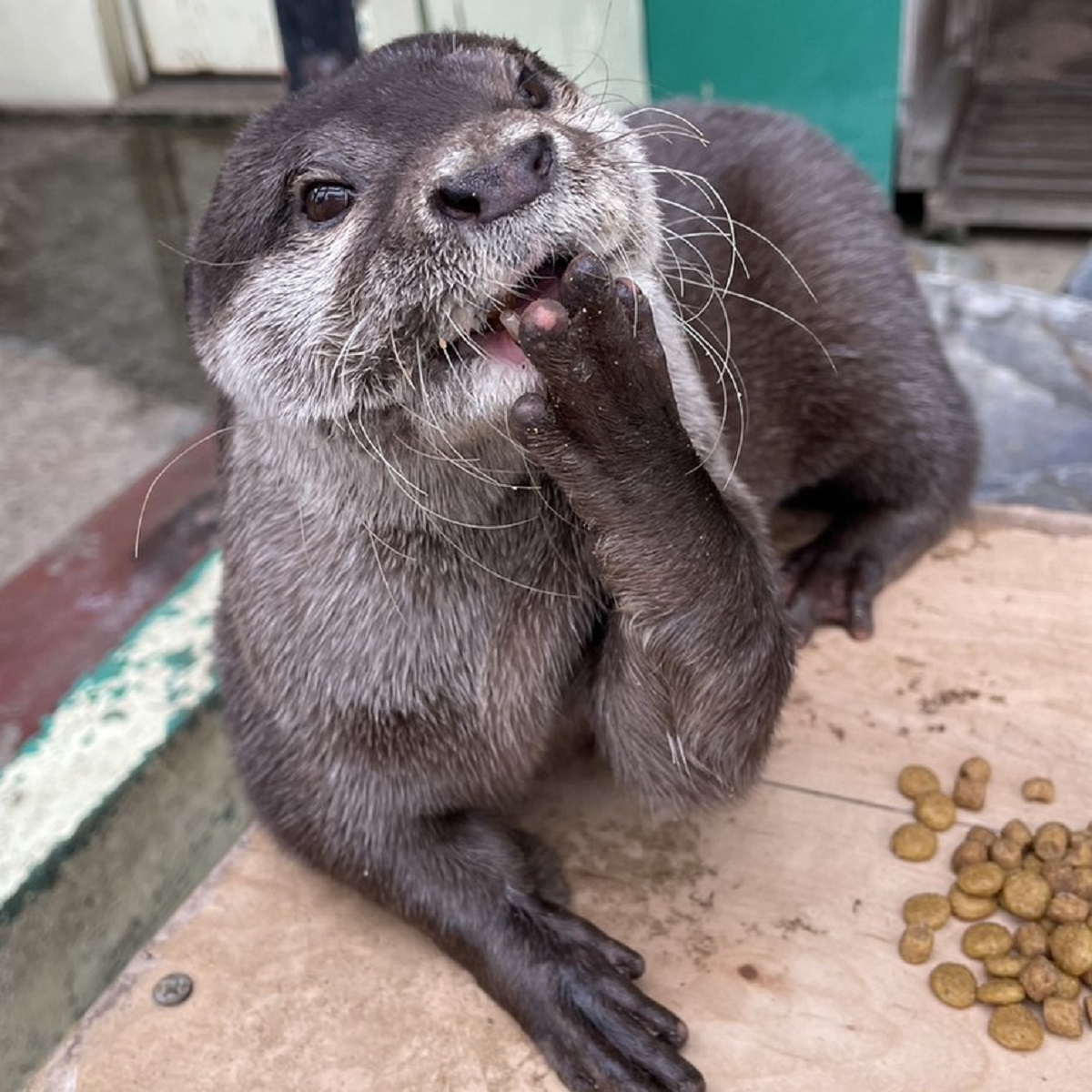 世界カワウソの日　特別ガイド