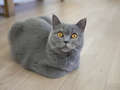 ブリティッシュ.JPG