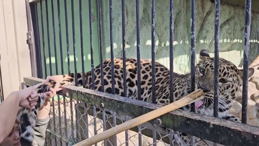 アムールヒョウのハズバンダリーガイド