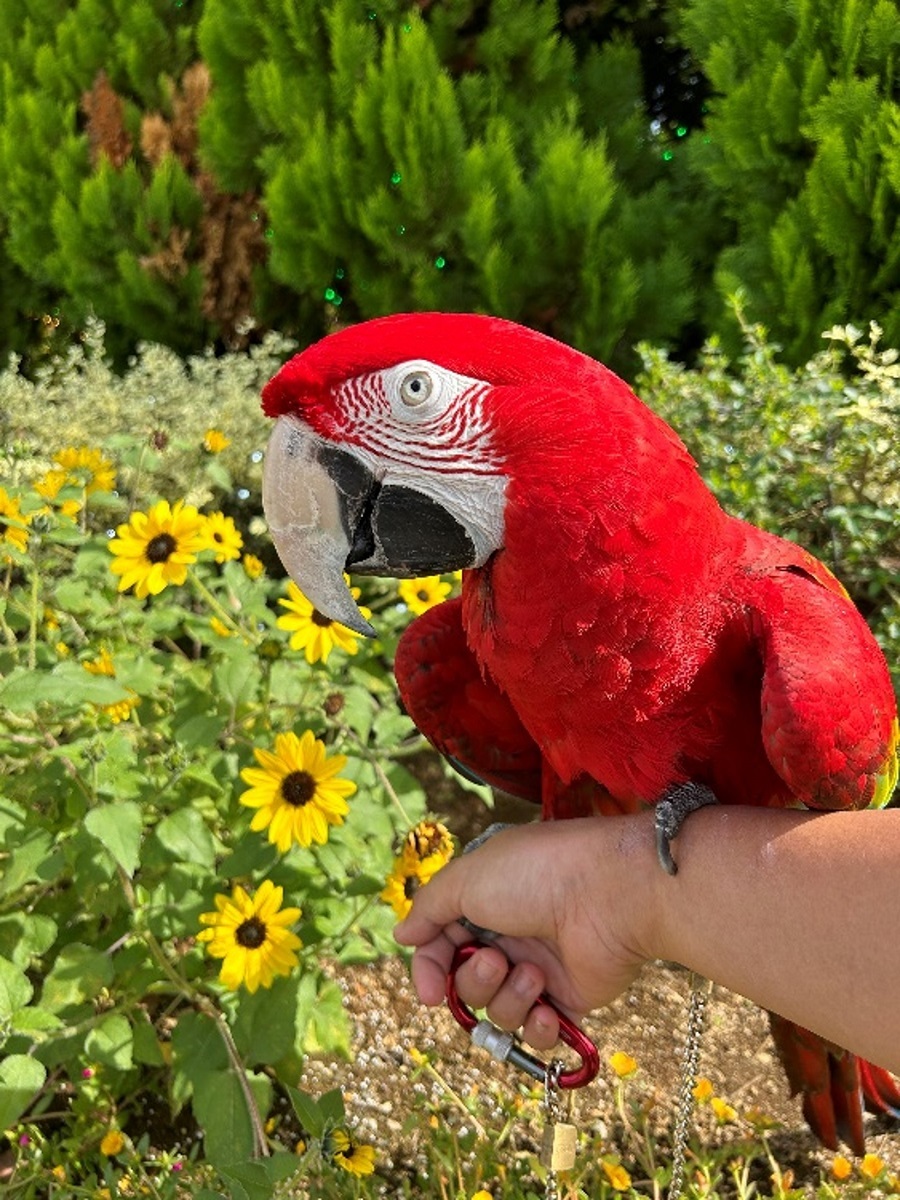 オウム・インコの日特別パフォーマンス