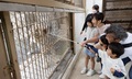 ホワイトタイガーのディナータイム（7月19日）