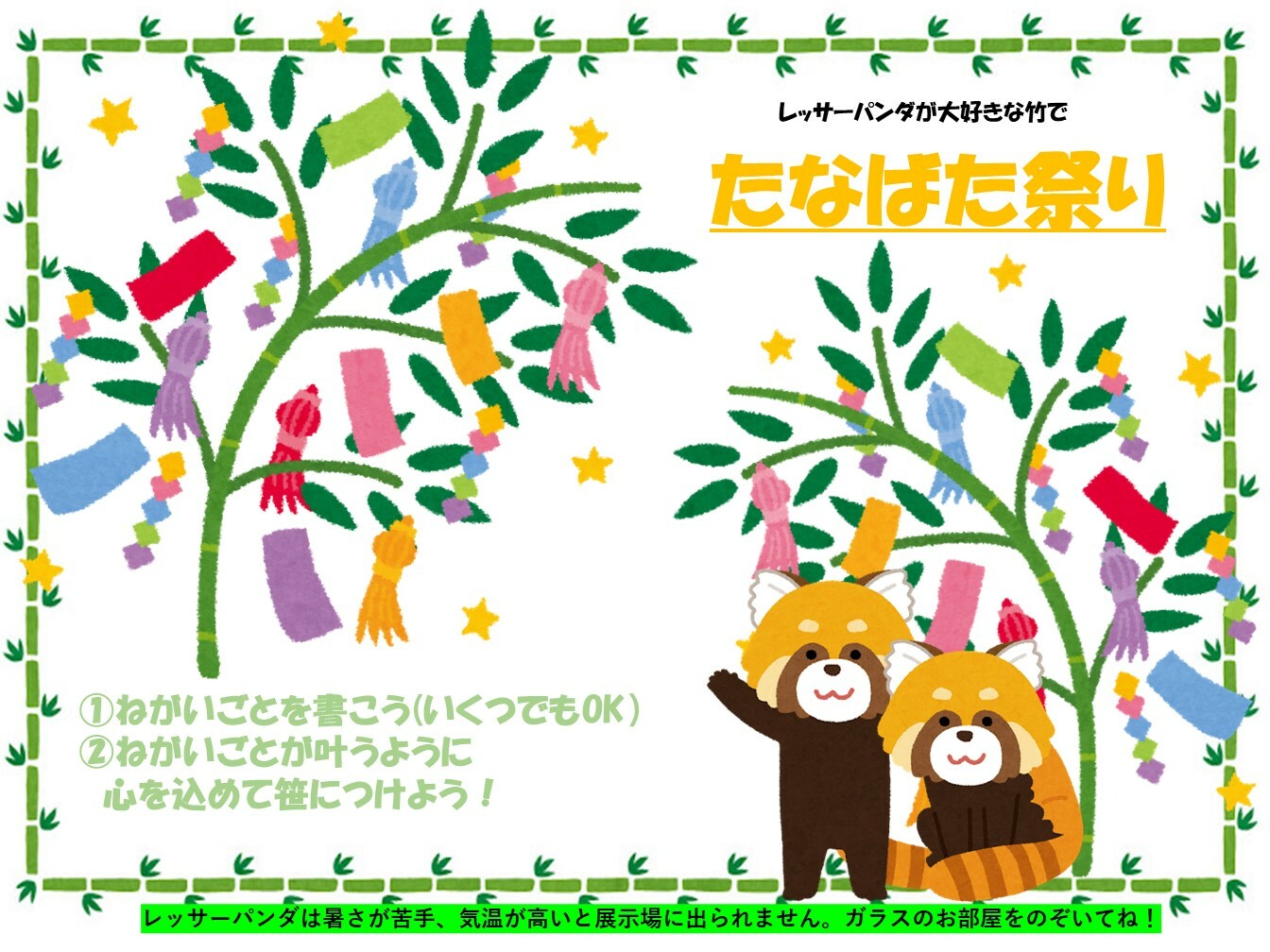 レッサーパンダ七夕イベント