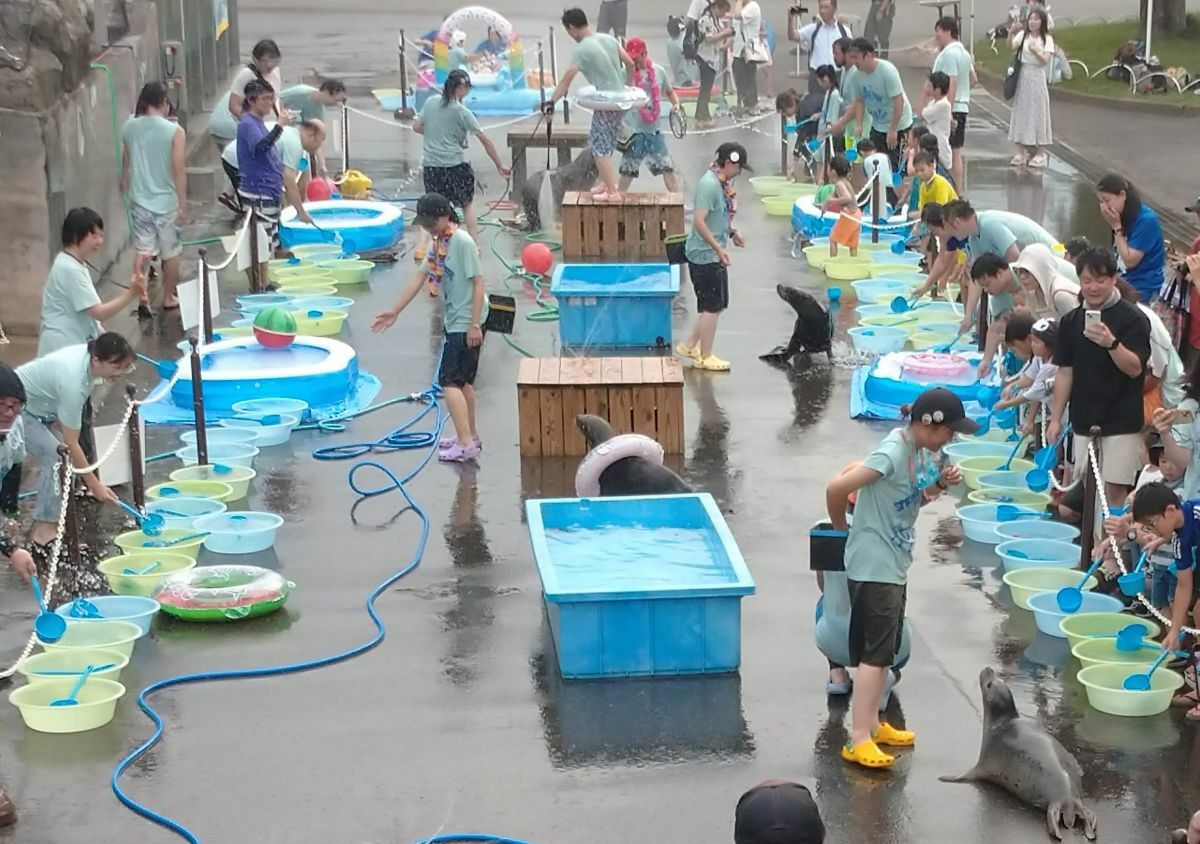 打ち水オットセイ2025