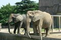 世界ゾウの日　特別ガイド