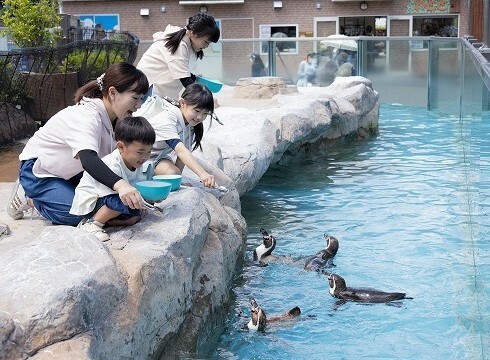 penguin (JPG 79.2KB)