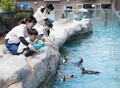 【会員限定】9月のトッピー倶楽部限定『ペンギンの餌やり体験』（抽選）
