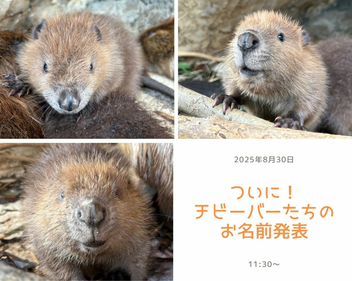 ビーバーの赤ちゃんお名前発表特別ガイド