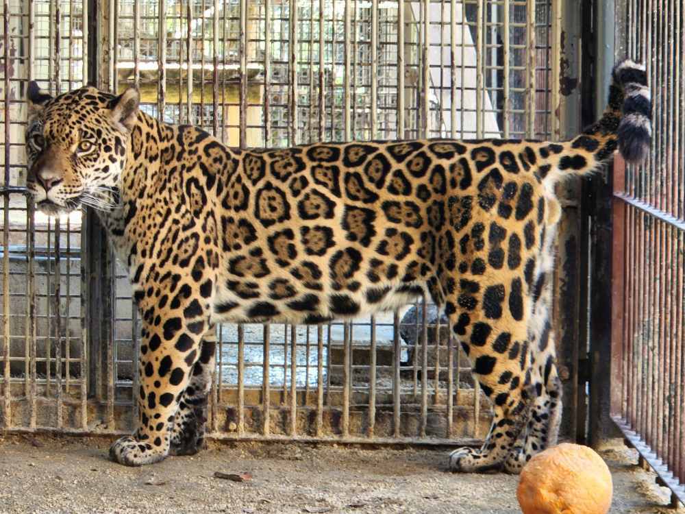 ヒョウの剥製 大型 園長ブログ 当園を彩ったスターたち（2025年6月30日）｜八木山動物公園