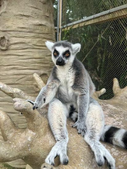 世界キツネザルの日特別イベント「キツネザルクイズ」
