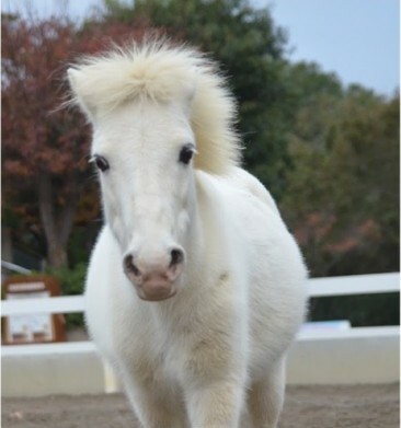 img_event_ranmaru.jpg img_event_ranmaru (JPG 27.1KB)