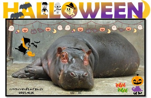 ハロウィンかぼちゃでまんぷく
