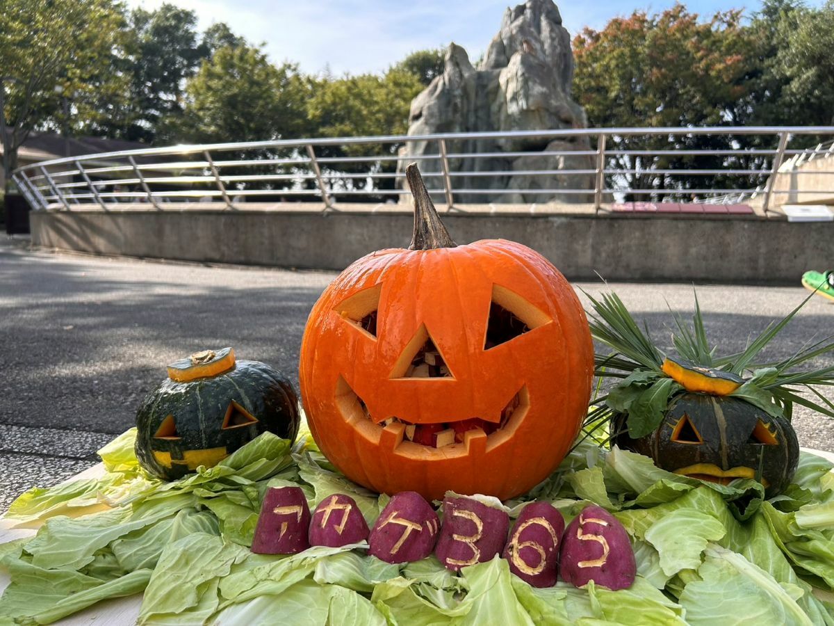 動物たちへお化けカボチャをプレゼント