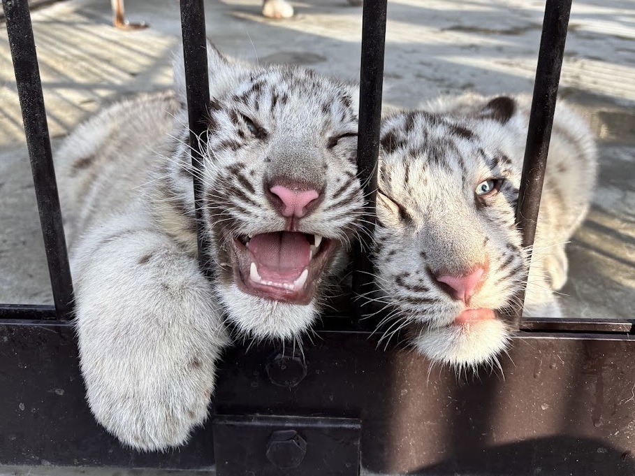 IMG_7162 (JPG 248KB)