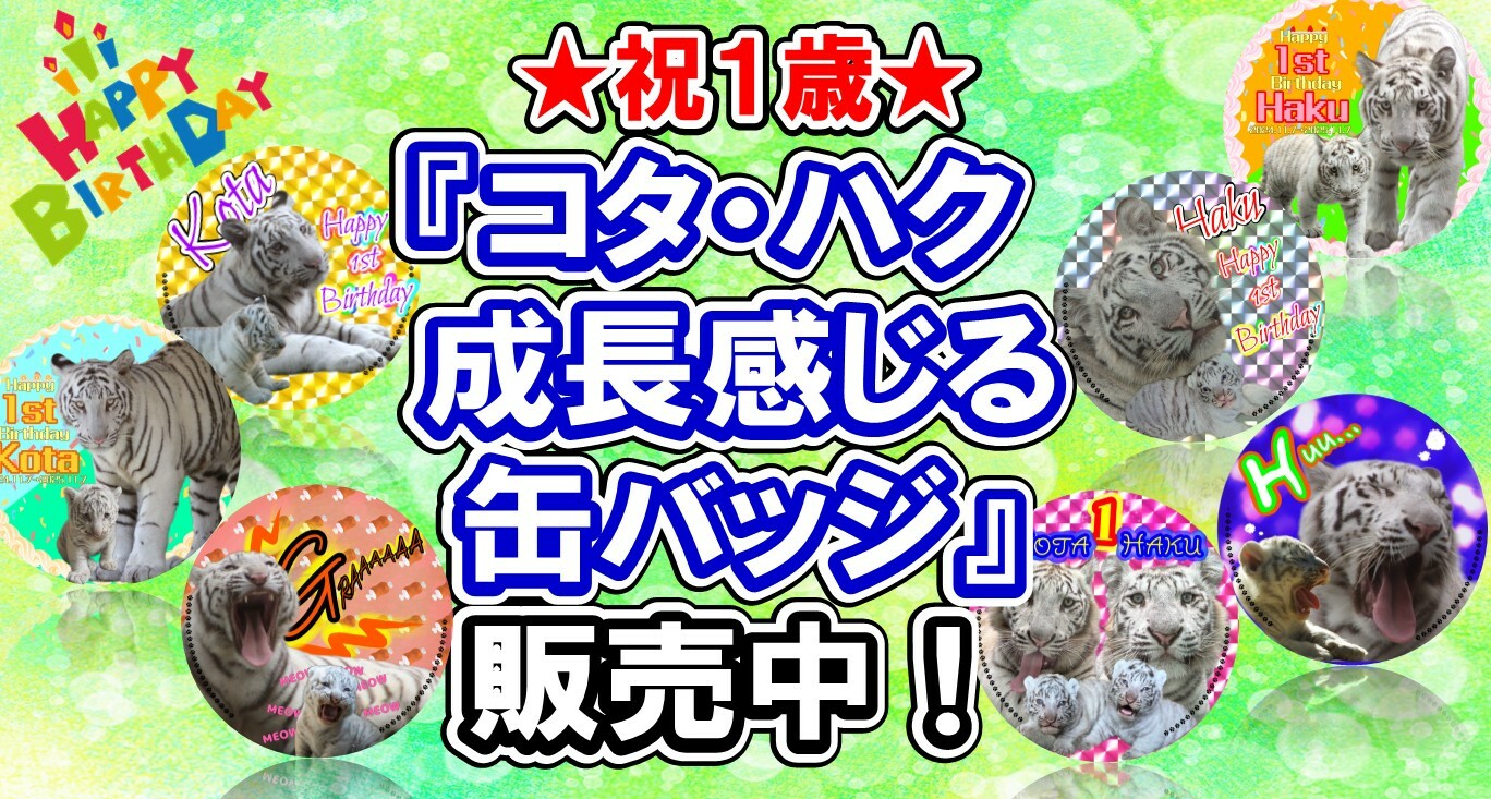 『コタ・ハク 成長感じる缶バッジ』販売中！