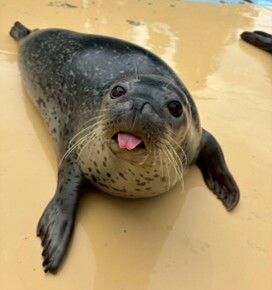 img_event_azarasi (JPG 17.3KB)