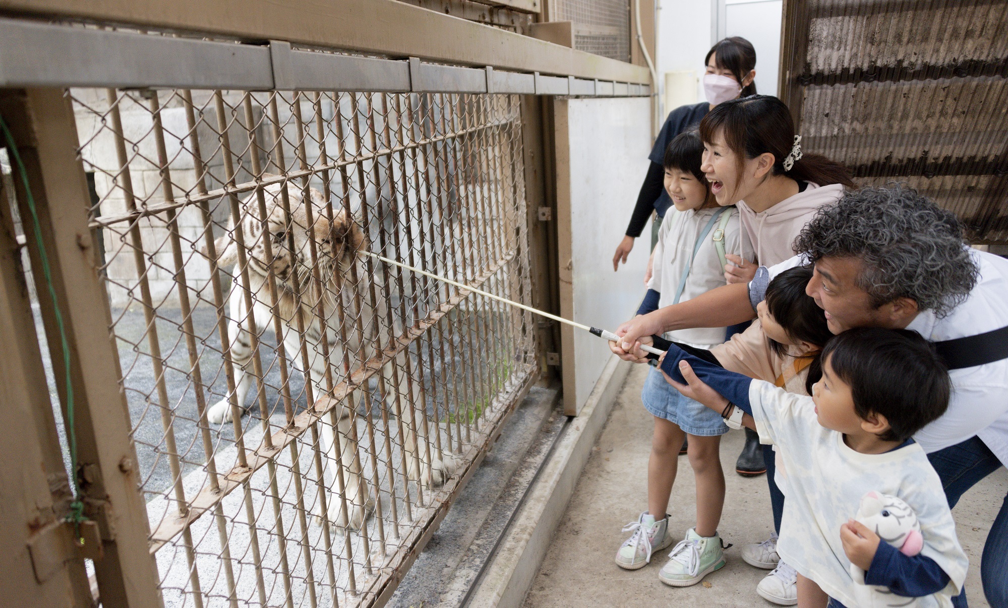 ホワイトタイガーのおやつタイム（12月6日）