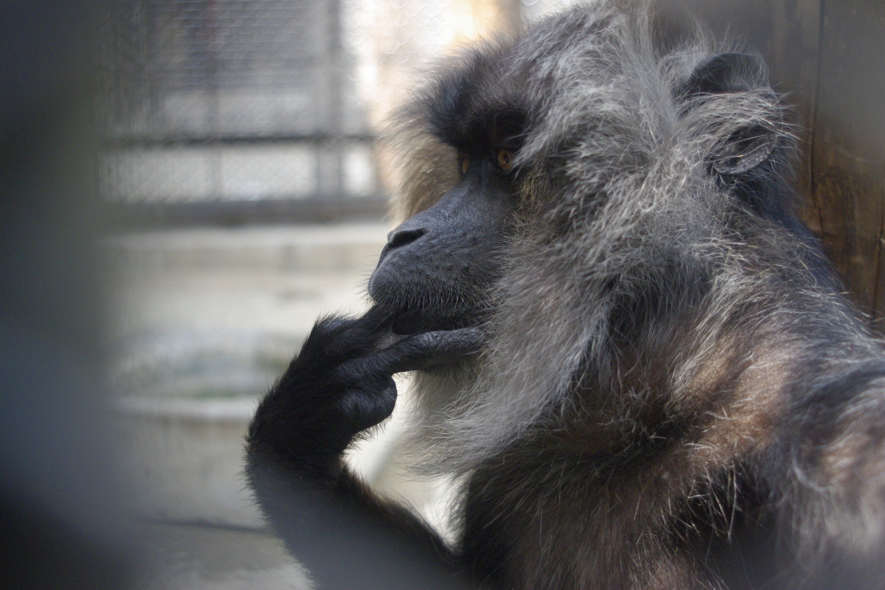 世界サルの日　ぐるっとモンキーワールド