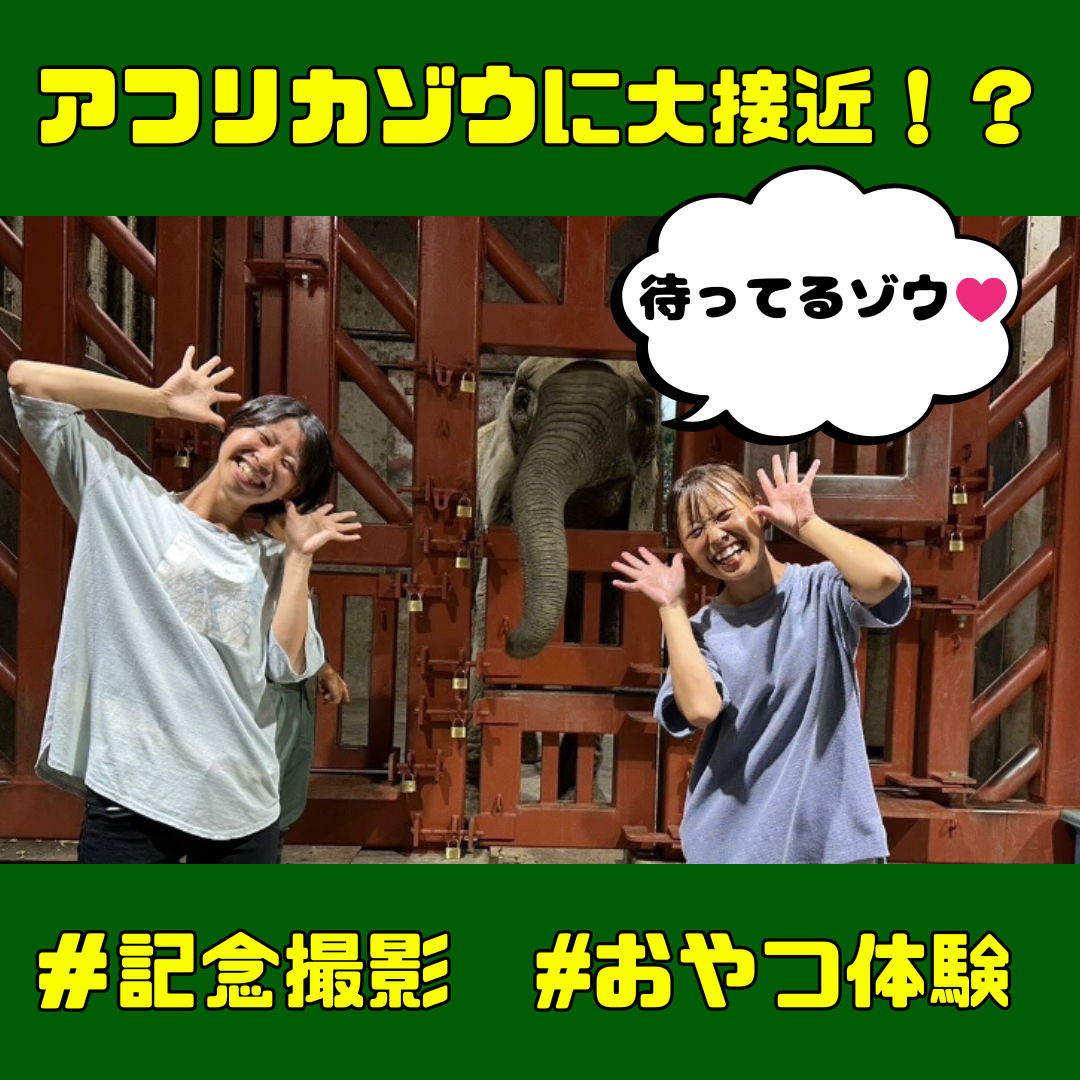 アフリカゾウに大接近！？ゾウトレーニング見学　