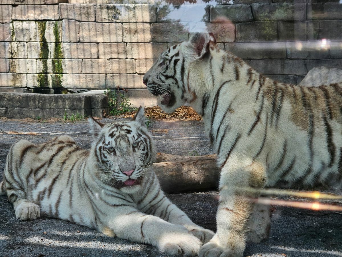 コタハククリスマスガイド