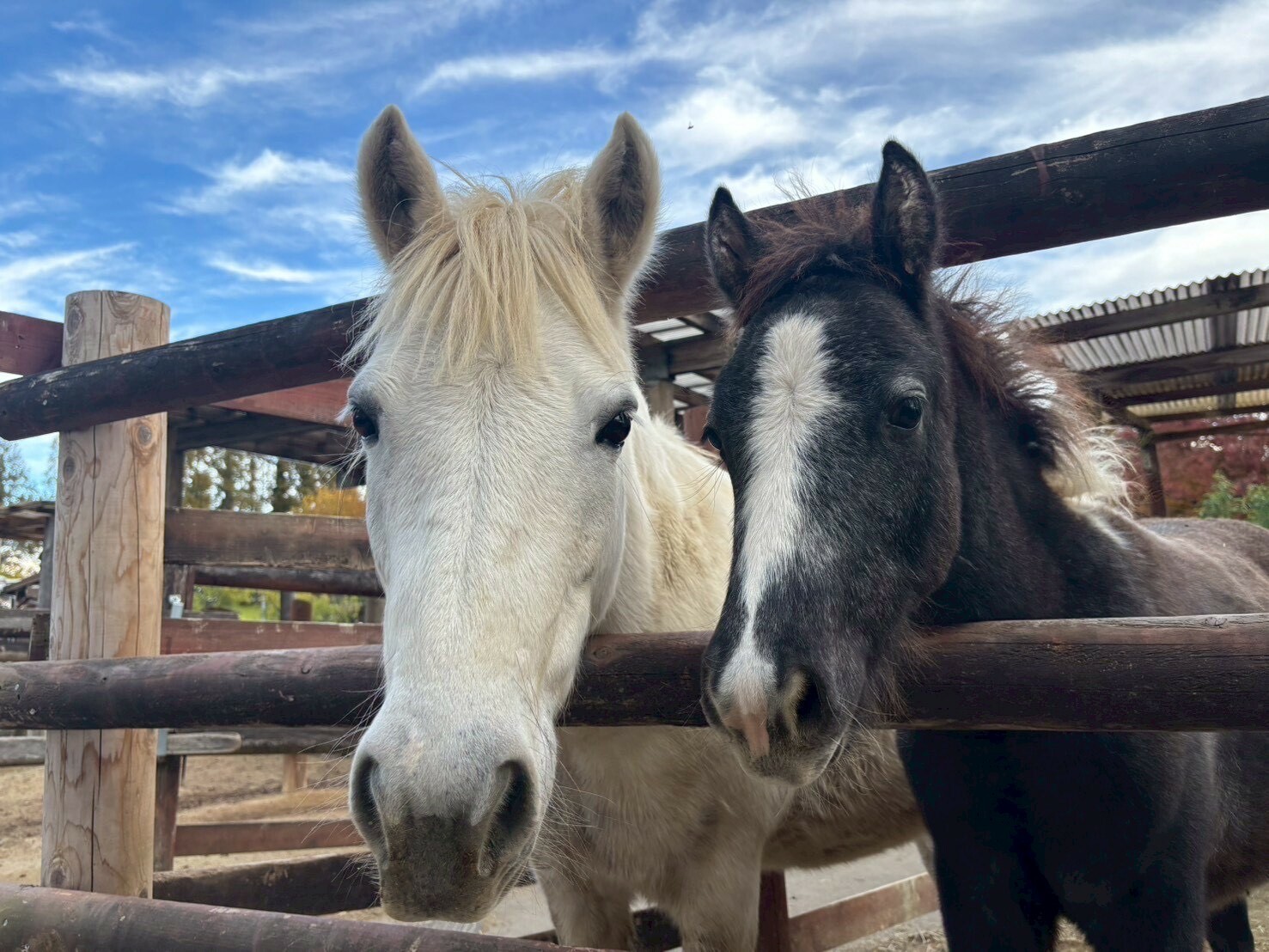ポニーフェスタ2026第二弾【ポニーのユキ・ユキチと写真撮影】