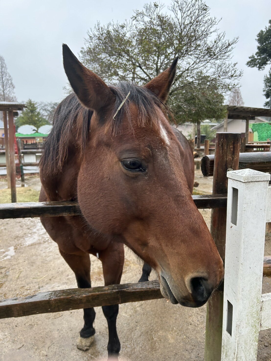ポニーフェスタ2026第三弾【メイのウォームアップガイド】