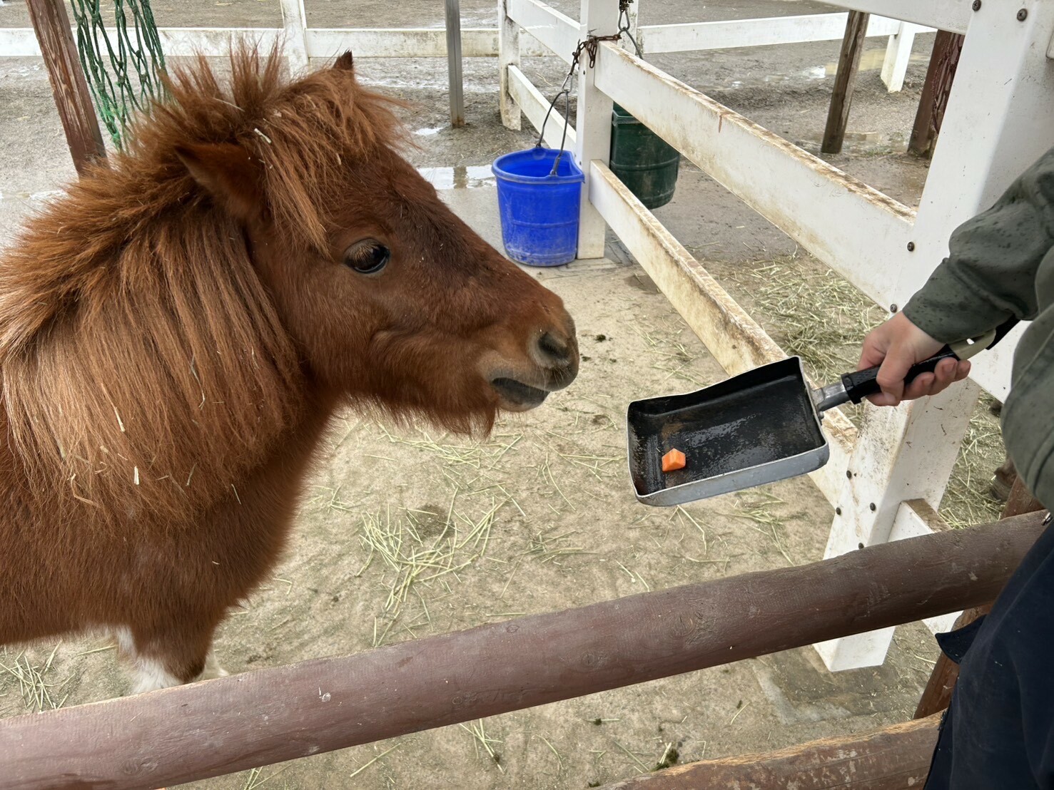 ポニーフェスタ2026第四弾【こむぎのおやつコーナー】