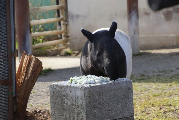 マレーバクの七草イベント