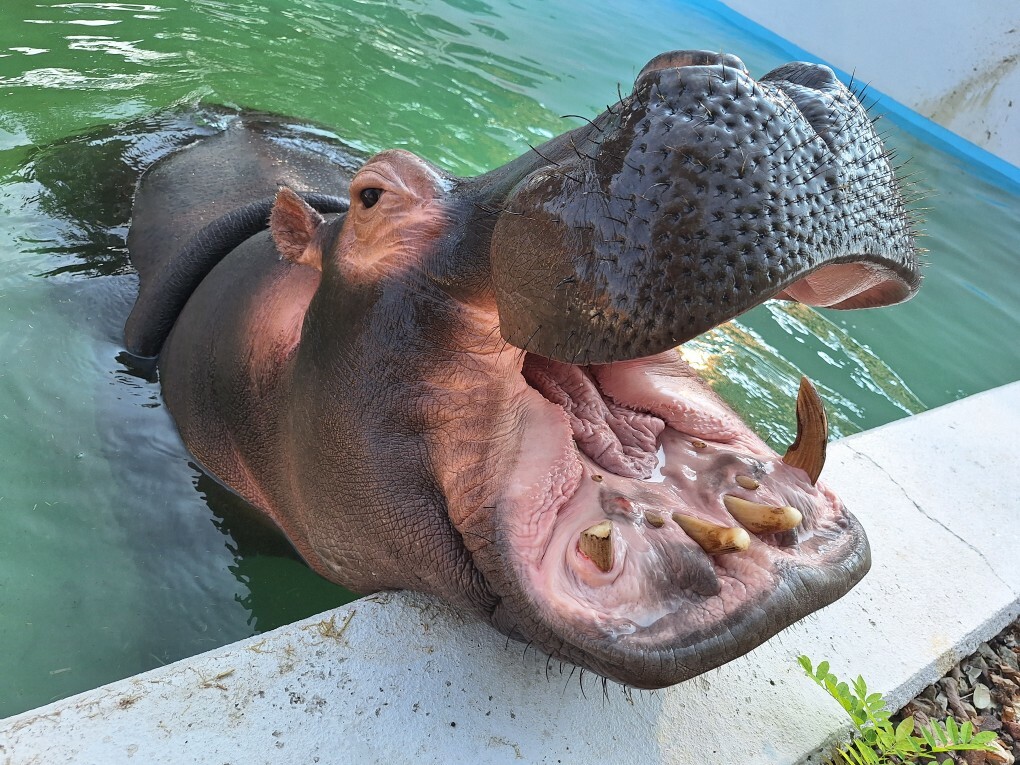 世界カバの日　特別ガイド