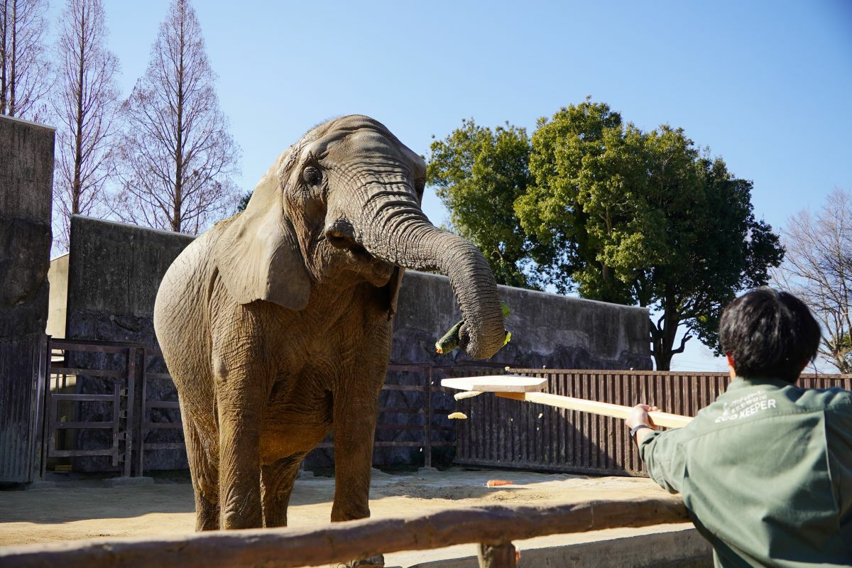アフリカゾウに恵方巻きをプレゼント！