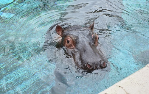 【会員限定】3月のトッピー倶楽部限定『カバの裏側を見学しよう！』（抽選）