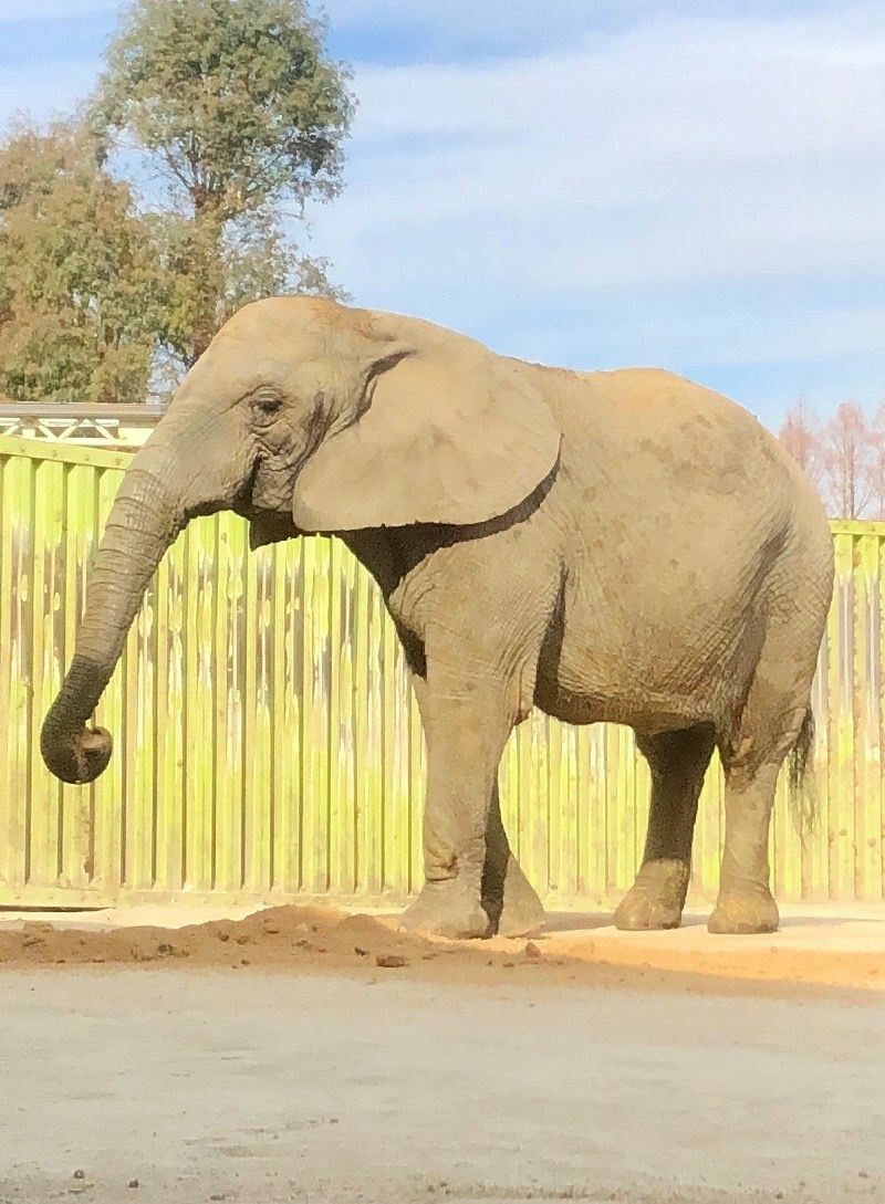 開園45周年イベント　アフリカゾウ特別ガイド