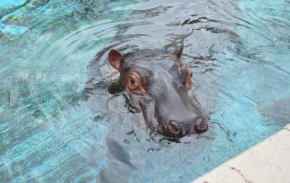 まんぷく (4) (JPG 363KB)