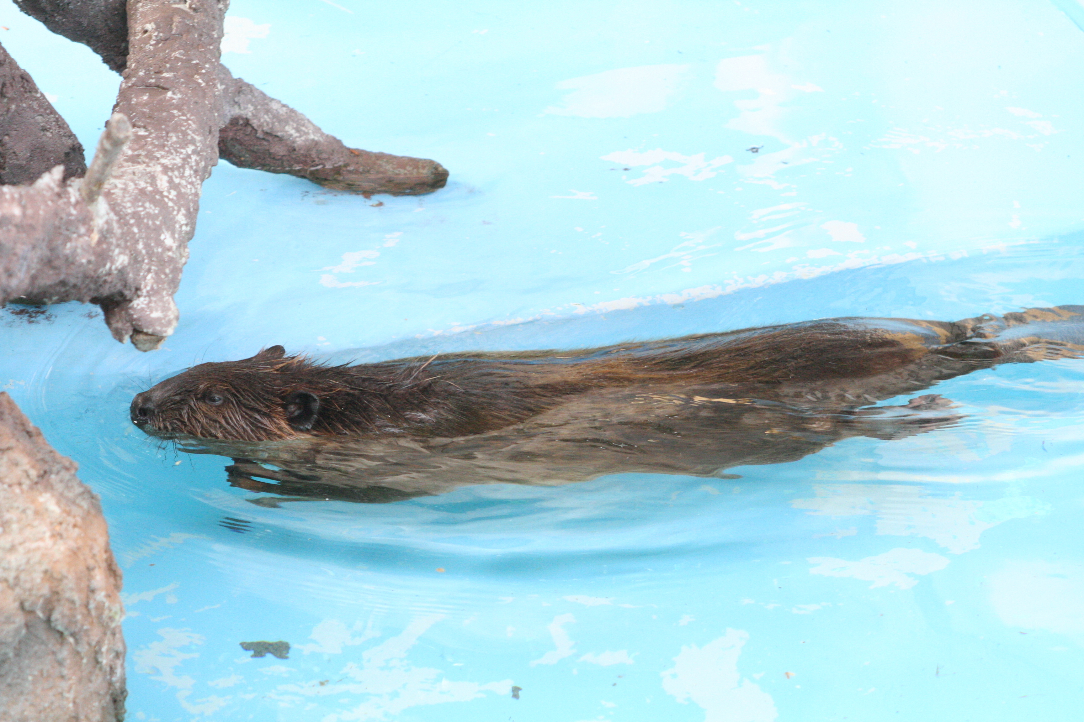 ビーバー (JPG 3MB)