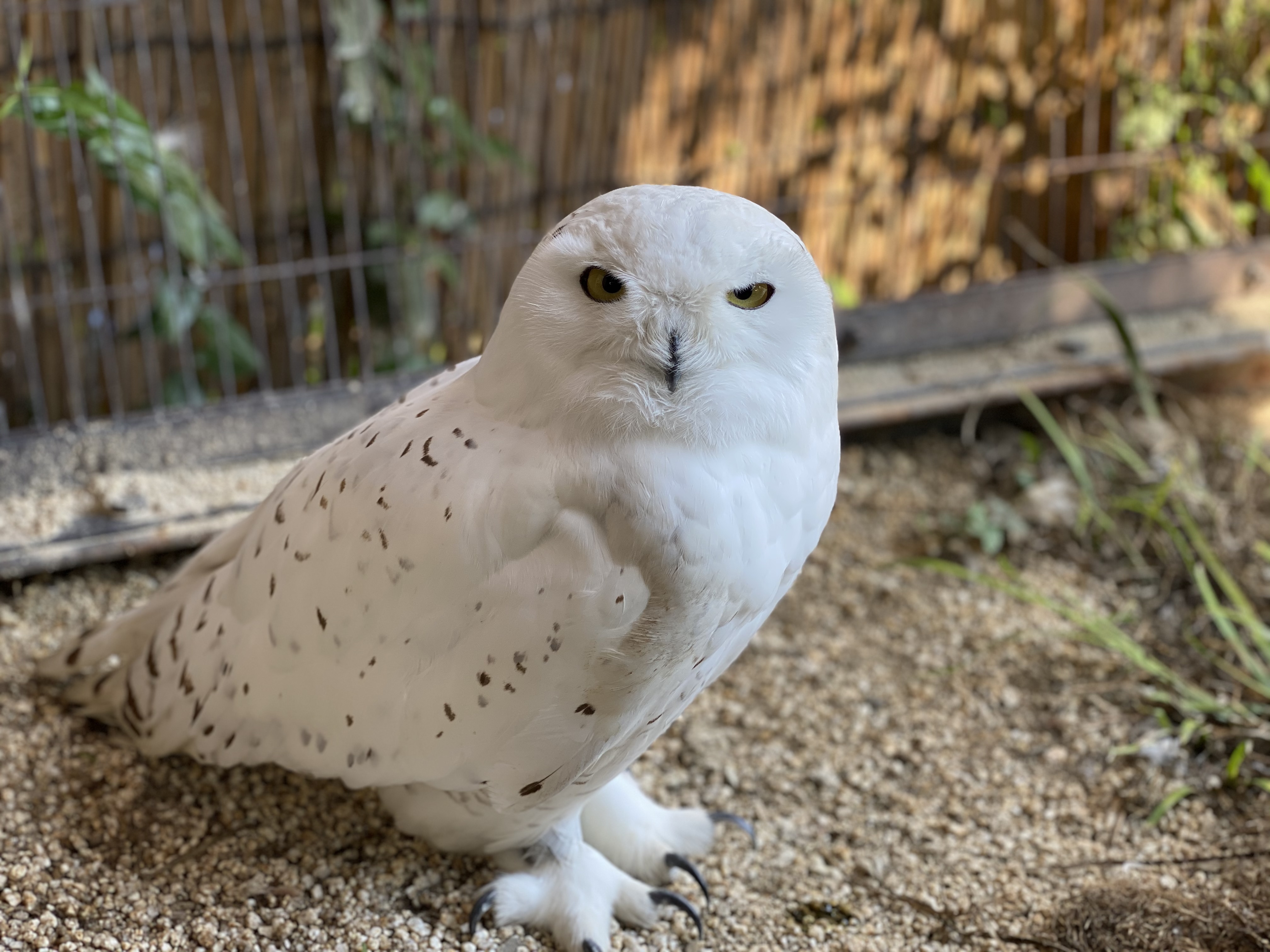 2020-05-29 15.22.16-1 (JPG 1.94MB)