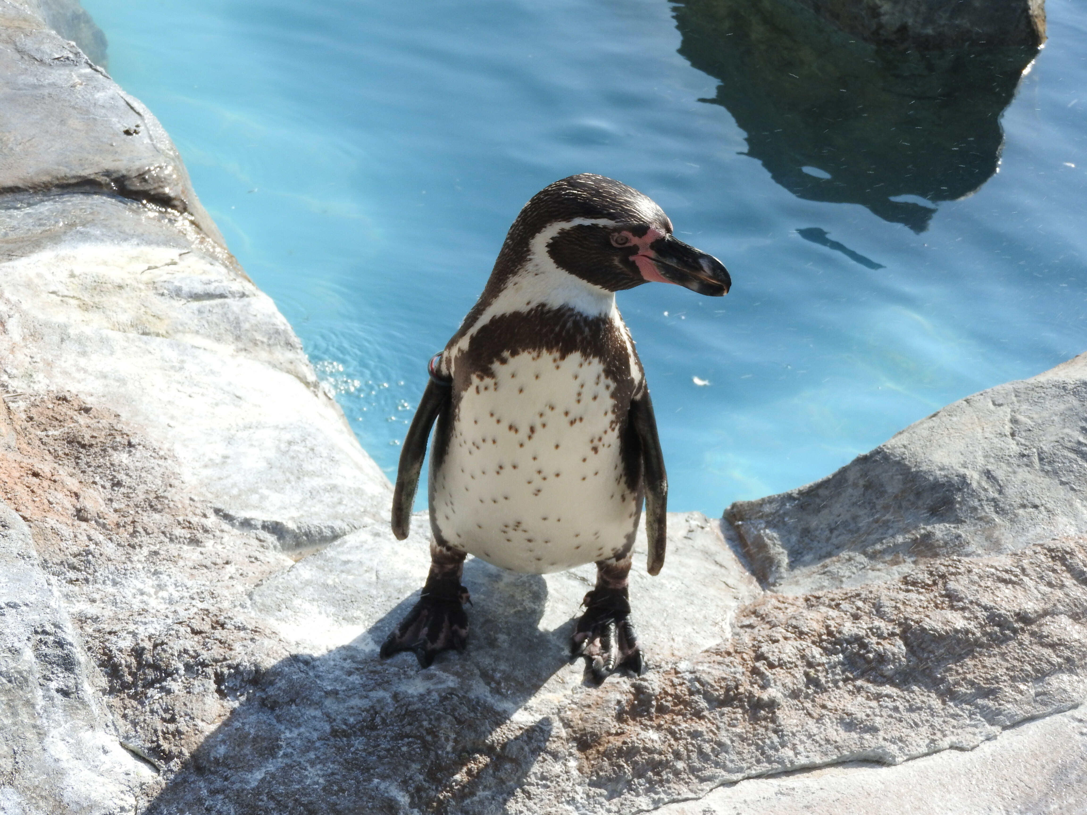 ペンギン (JPG 2.8MB)