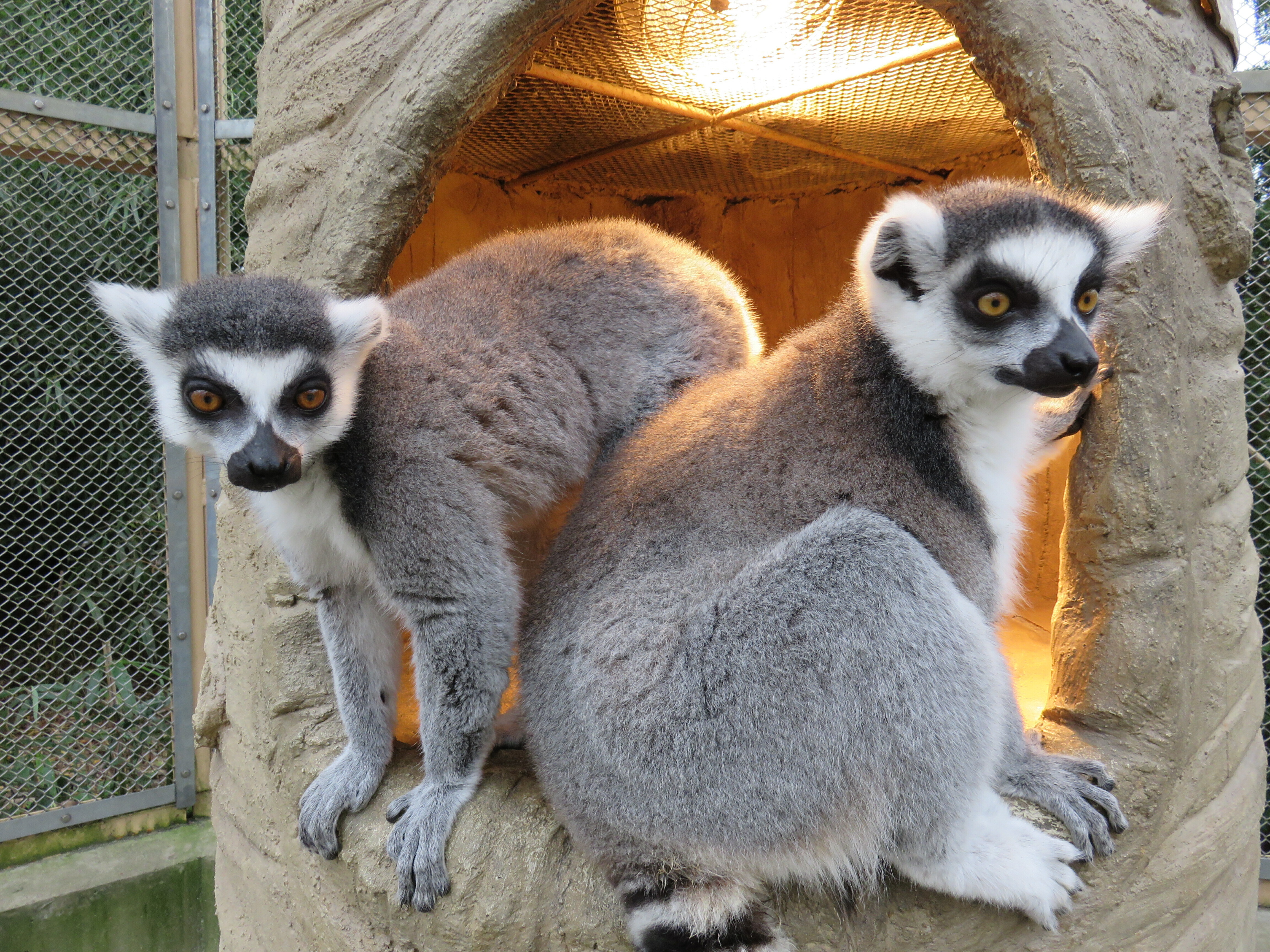 ワオキツネザル2 (JPG 4.54MB)