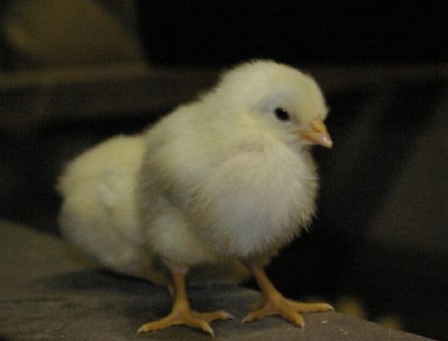 ヒヨコ（ニワトリ）