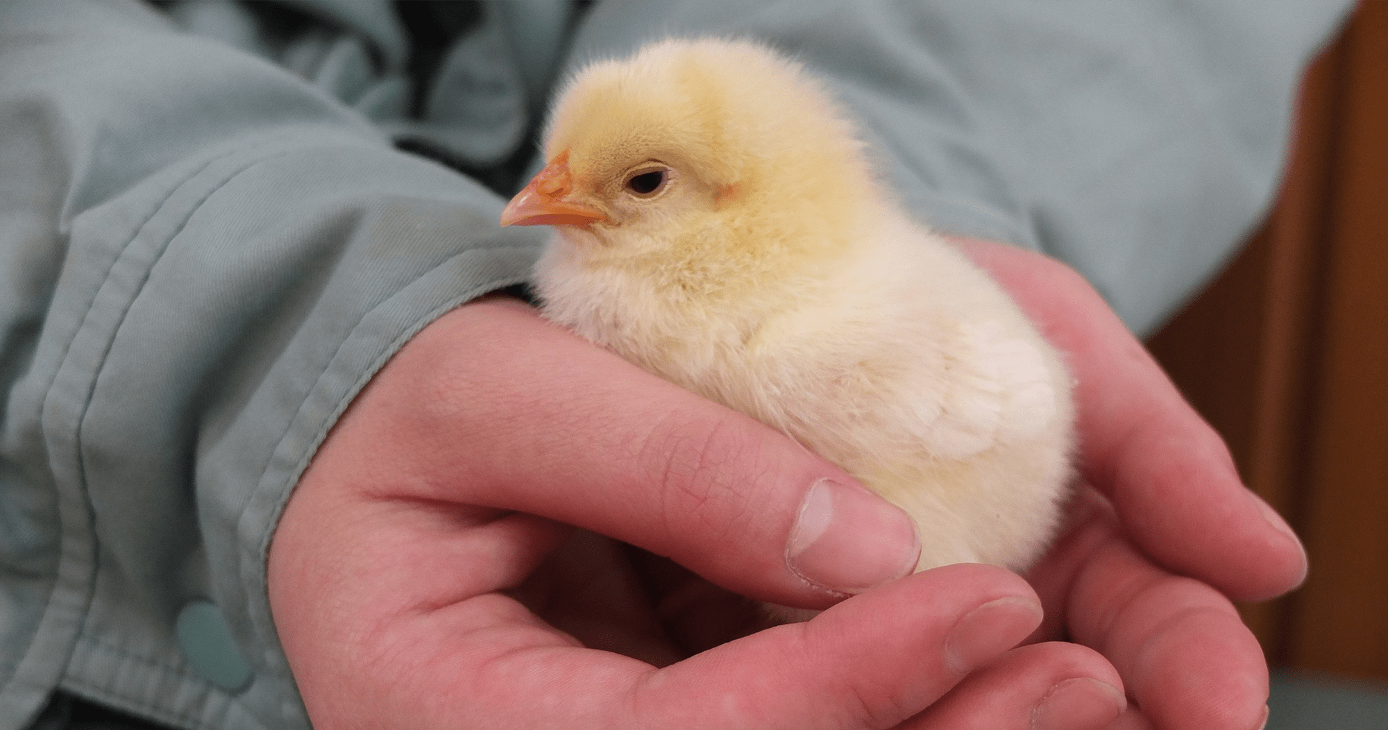 ひよこ (PNG 851KB)