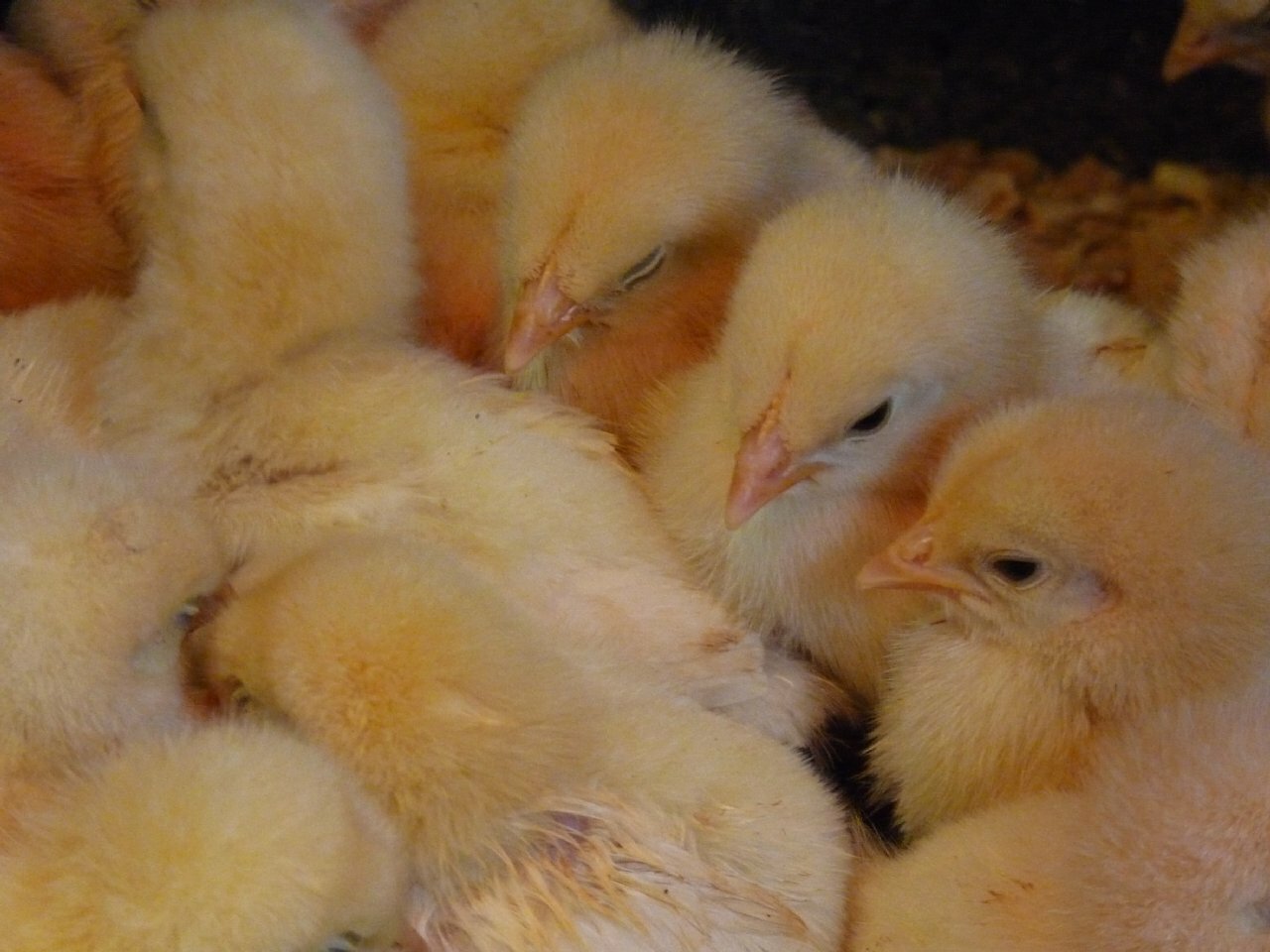 ヒヨコ4 (JPG 143KB)