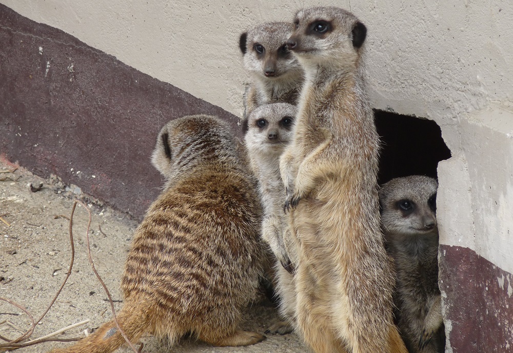 ミーアキャット3 (JPG 360KB)