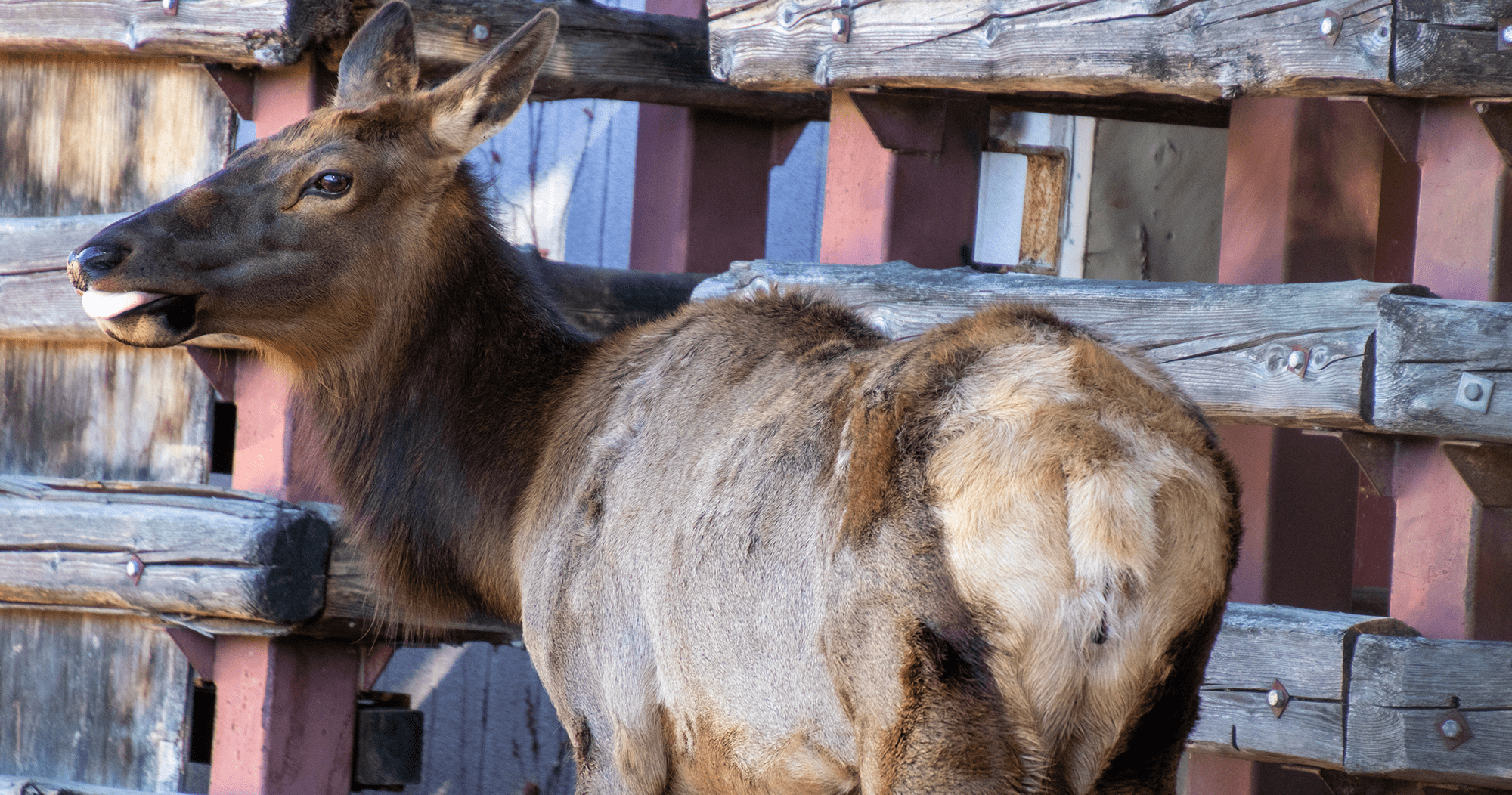 ワピチ (2) (PNG 1.14MB)