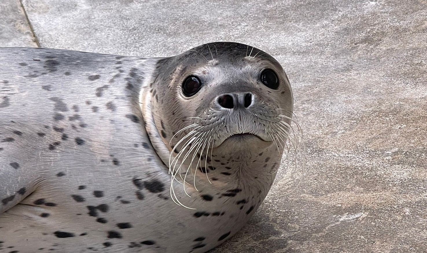 ゴマフアザラシ