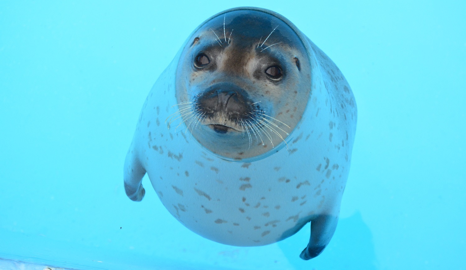 かわいい(ゴマフアザラシ) (JPG 249KB)