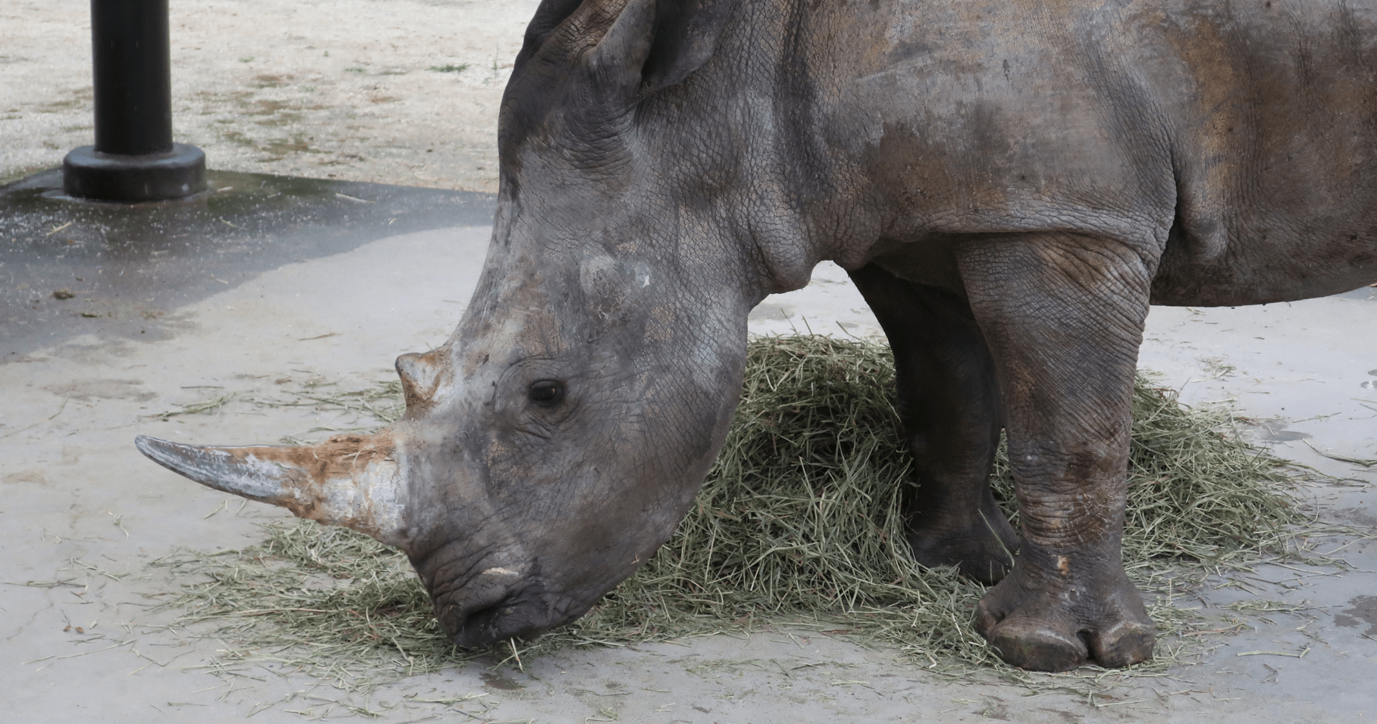 ミナミシロサイ