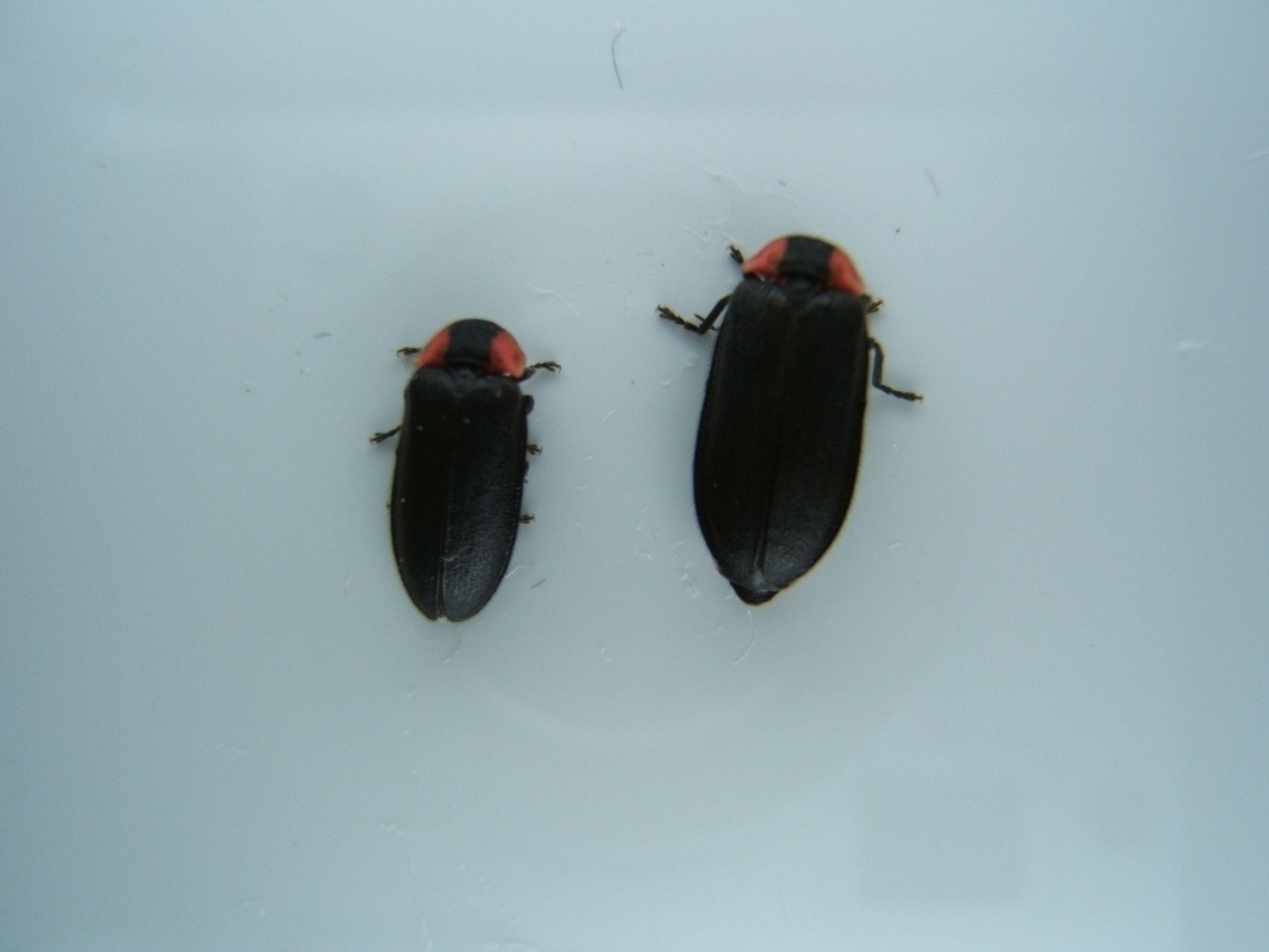 ホタルの成虫(左オス右メス (JPG 373KB)