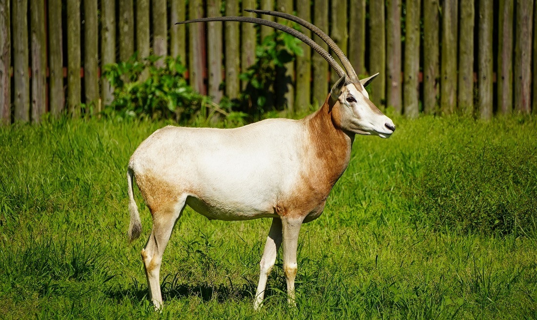 シロオリックス